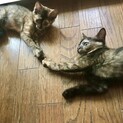 ★緊急里親募集　生後2ヶ月サビ猫姉妹
