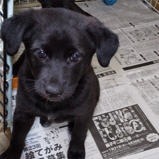 家族として迎えてください