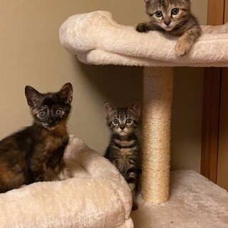 生後2ヶ月位の三兄妹　サビ猫麦ワラアメショぽい