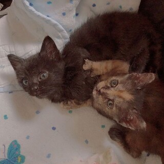 サビ猫と黒猫姉妹　生後１ヶ月半