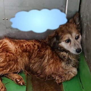 【感謝】繋がります！野犬女子ビビちゃん