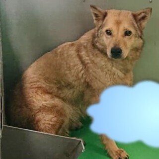 【感謝】繋がります！中庭へ移動！野犬女子ココちゃん