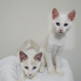 白猫・子猫の里親募集します