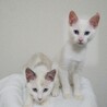 白猫・子猫の里親募集します サムネイル1