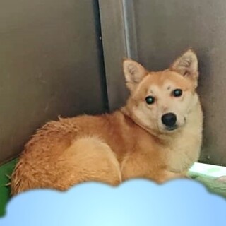 【感謝】繋がります！野犬女子リリちゃん　薄茶