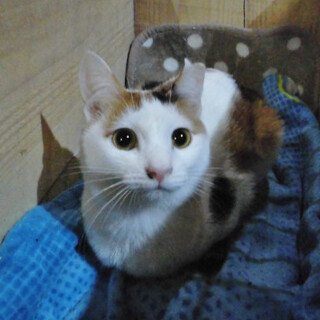 魅力は未知数★白三毛ファンタ　