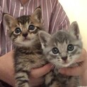 ちっちゃ可愛いグレー、キジトラ仔猫募集停止