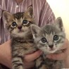 ちっちゃ可愛いグレー、キジトラ仔猫募集停止 サムネイル1