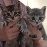 ちっちゃ可愛いグレー、キジトラ仔猫募集停止 サムネイル2