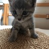 ちっちゃ可愛いグレー、キジトラ仔猫募集停止 サムネイル3