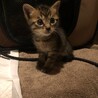 ちっちゃ可愛いグレー、キジトラ仔猫募集停止 サムネイル4