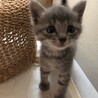ちっちゃ可愛いグレー、キジトラ仔猫募集停止 サムネイル5