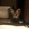 ちっちゃ可愛いグレー、キジトラ仔猫募集停止 サムネイル6