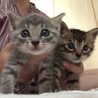 ちっちゃ可愛いグレー、キジトラ仔猫募集停止 サムネイル7