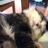 ゴリラ先輩