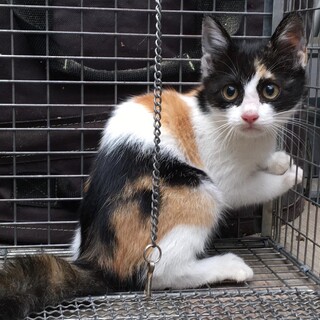 くりくりお目目がかわいい三毛猫ちゃん