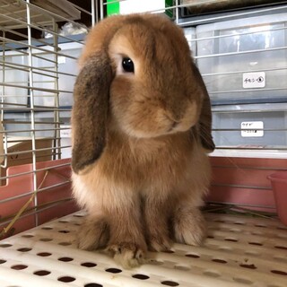かわいい垂れ耳ウサギ ロ 奈良県 小動物の里親募集 ペットのおうち 月間利用者150万人
