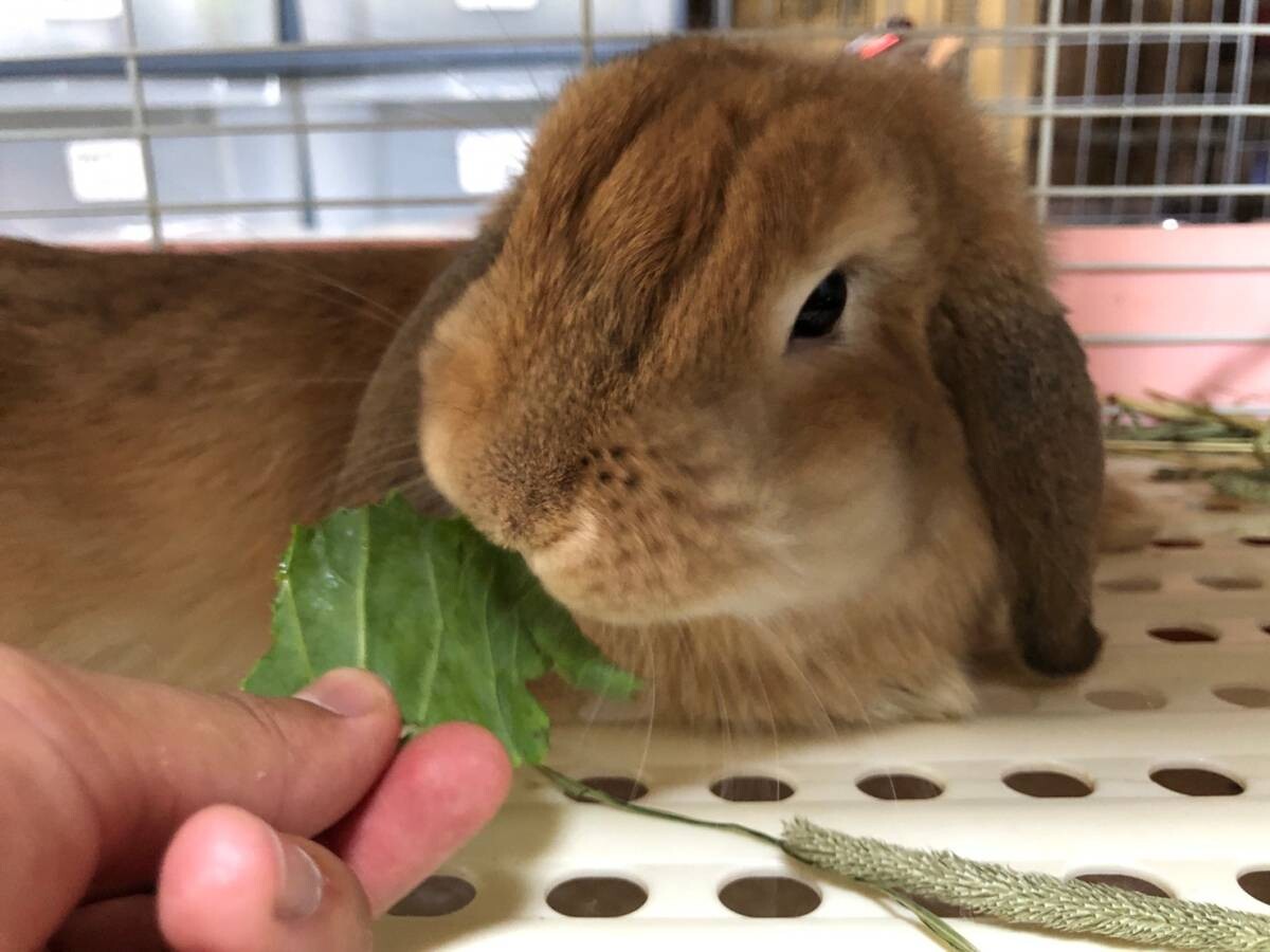 かわいい垂れ耳ウサギ ロ 奈良県 小動物の里親募集 ペットのおうち 月間利用者150万人