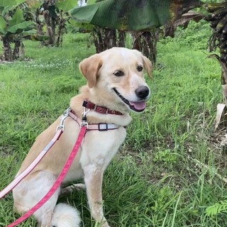 人懐っこく甘えん坊なラブミックスの女の子♡