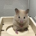 ゴールデンハムスター(キンクマ♂)2匹です