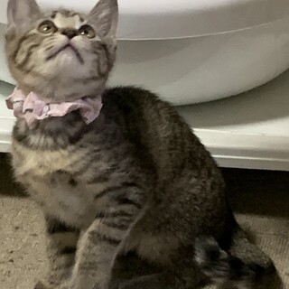 超人懐っこいキジトラ女の子