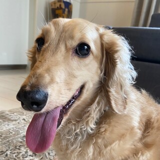 なでなでされると眠っちゃう♡一緒にいてねモンタくん