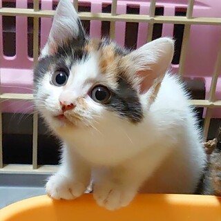 9/5石巻で譲渡会！ふわふわ『シグナル』