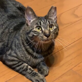  癒し系♡穏やかなキジトラつみれちゃん