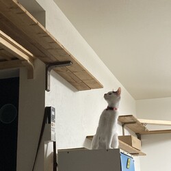 まつりさん、ロフトを視察する