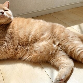 【受付終了】心優しいブリショー、4歳、オス