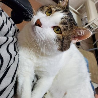 猫エイズキャリアの『サスケ』は抱っこ大好き！