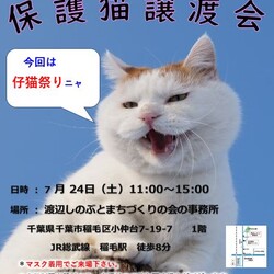稲ねこ　保護猫譲渡会　仔猫祭りです！