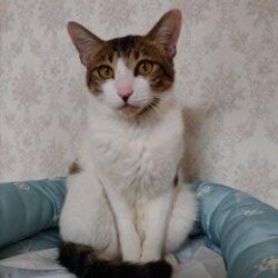 稲ねこ　保護猫譲渡会　仔猫祭りです！ サムネイル2