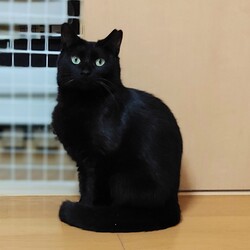 稲ねこ　保護猫譲渡会　仔猫祭りです！ サムネイル3