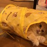 の写真