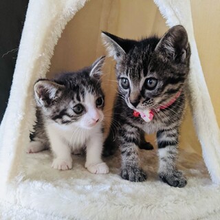 人馴れバツグン！甘えん坊なおんなのコ