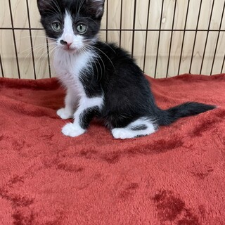 この顔にピンときたら即申し込み❗️ピン猫❤️陸