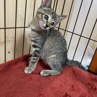 ラインと兄妹のココ❗️何をするのも2匹一緒です