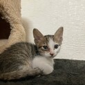 生後約2ヶ月くらいの兄妹です。男の子と女の子