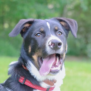 凛々しい弥助くん✩.*˚