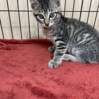 明日は譲渡会❤️緊張してちびりそうなライン君❗️