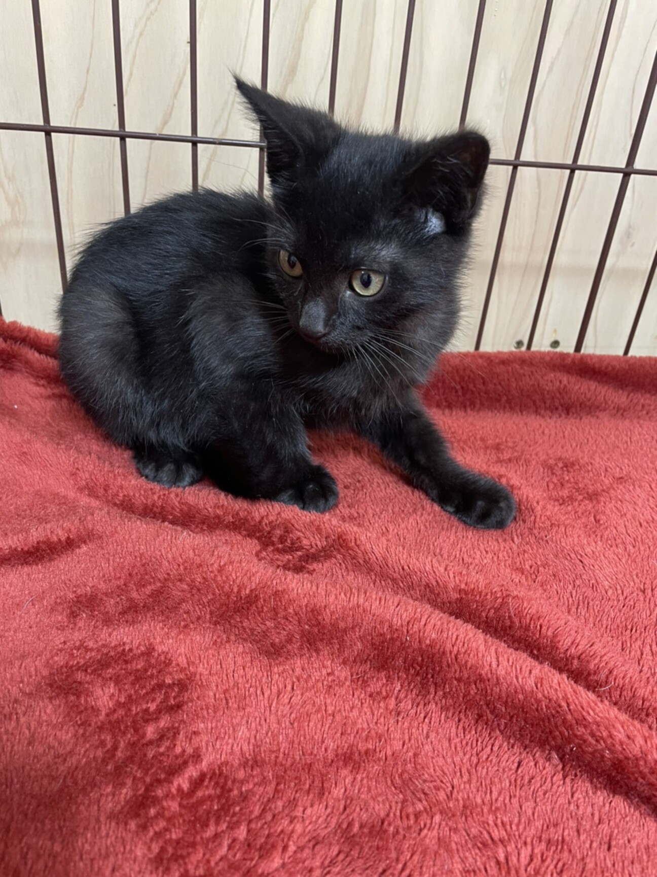 黒猫はフレンドリーで賢い 東京都 猫の里親募集 ペットのおうち 月間利用者150万人