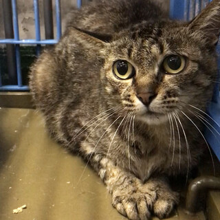 安心して暮らせるおうちに迎えて欲しい