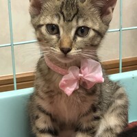 キジトラ　愛ちゃん