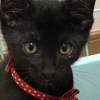 クロちゃん