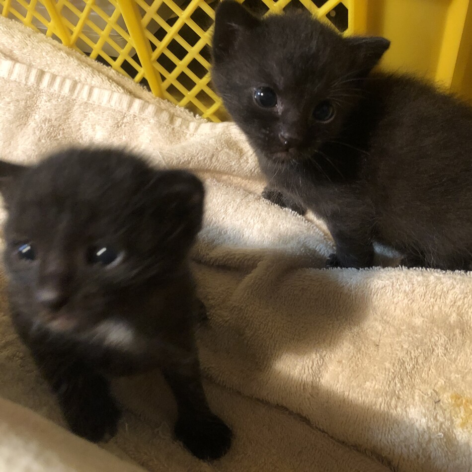 ブック♂とブッケ♀のカバー写真