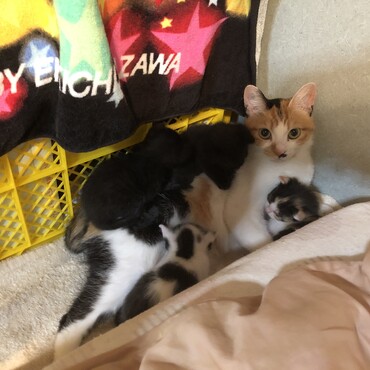黒猫の母親です