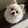 の写真