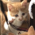 茶トラ白の兄弟猫生後２ヶ月弱ですポップ君