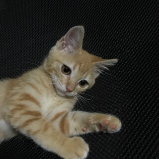 素敵な里親様が見つかりました